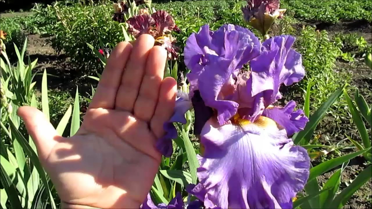 Ту зе Поинт ирисы высокие - YouTube