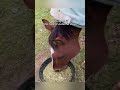 Bizarre Funny Horse Actions Trending In America#TrendingUSHorseFootage #PlayfulFarmHorses