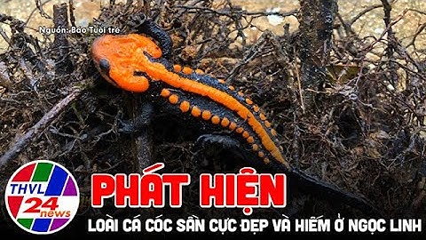 Phát hiện loài cá cóc sần cực đẹp và hiếm ở Ngọc Linh