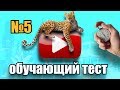 #5 Обучающий тест на знание английского языка