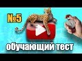 #5 Обучающий тест на знание английского языка