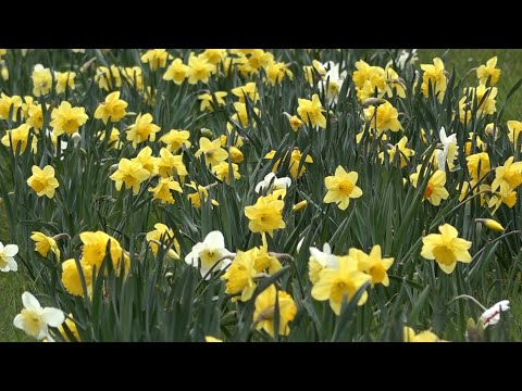 Video: Ako Zachrániť Rezané Tulipány A Narcisy