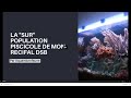 LA SUR POPULATION PISCICOLE DE MON RECIFAL DSB mp3