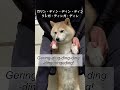 【踊ってみた】キツネ顔のきつねダンスw柴犬りぼん #shorts