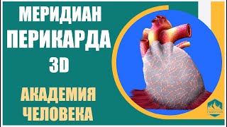 Академия Тела | Меридиан ПЕРИКАРДА 3D |