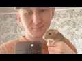 Ловлю мышей на капкан.