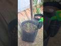 Part2: Best way for planting chilli plants #gardening #chilliplant