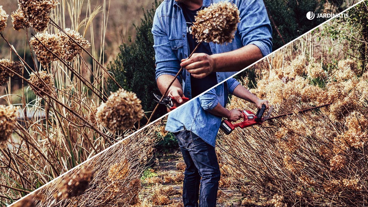 Como podar hortensias correctamente y mejorar su floración // Jardinatis
