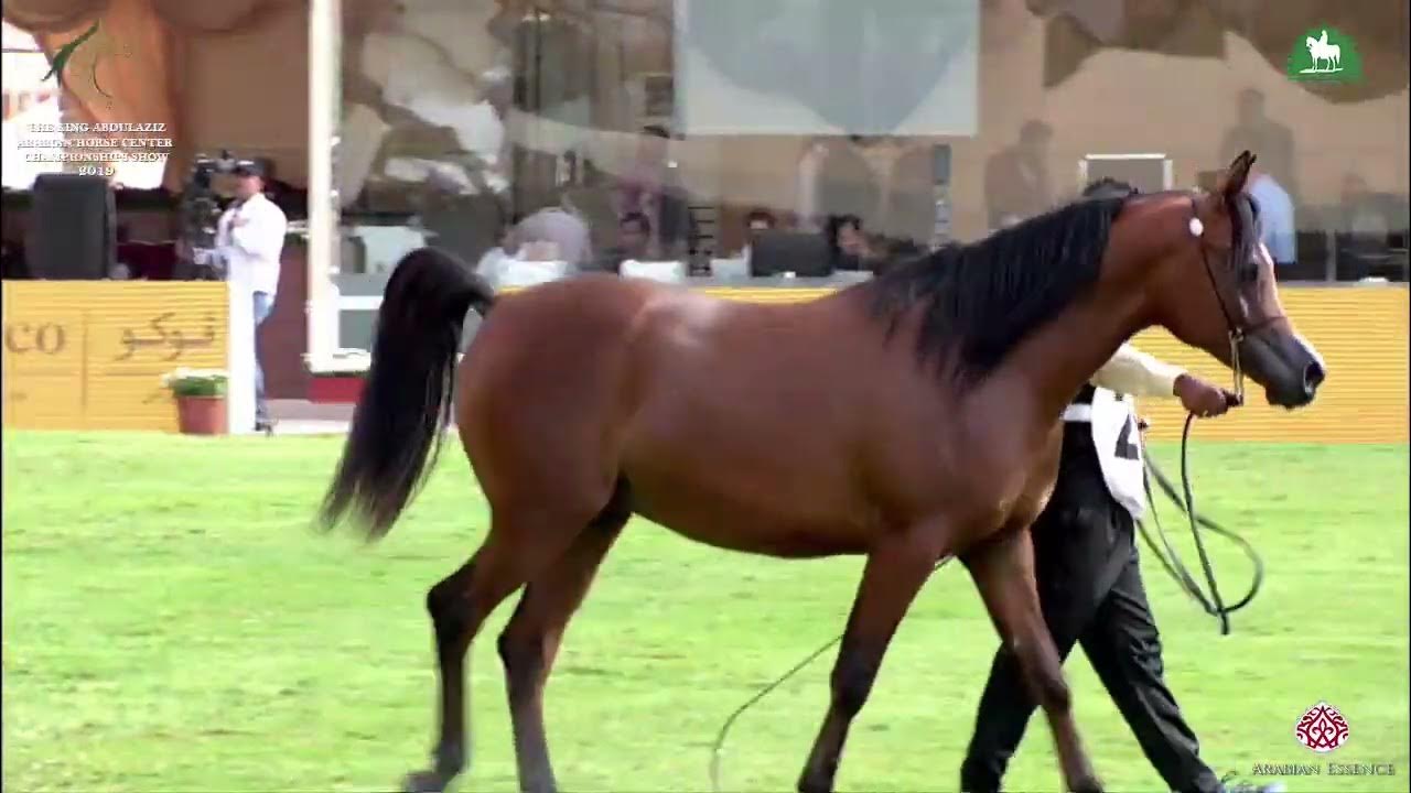 N.264 MAYYAS AL MUAWD - KAAHC 2019 - Yearling Colts (Class 7C) - YouTube