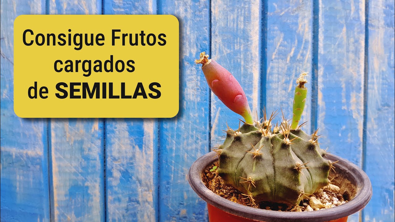 ¿Cómo polinizar cactus Gymnocalycium? ¡Aprende el método en solo 4 minutos!