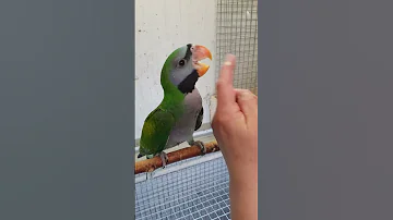 Китайский Кольчачый