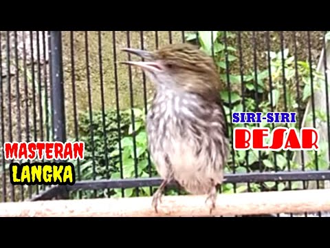 Burung siri siri besar gacor ngebren Muzarab buat pancingan dan masteran