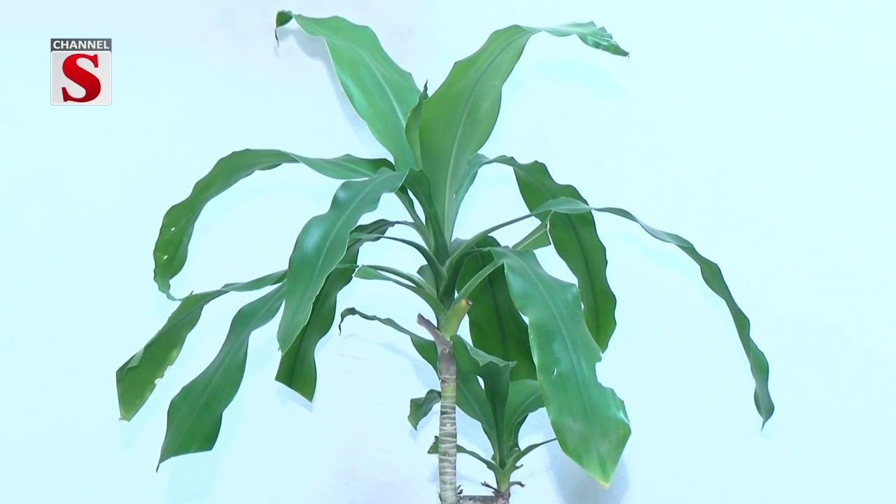জাতীয় নিরবাচনে মাথাপিছু ১০ টাকা প্রশ্নে যা বললেন | Channel S News