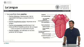 ¿Qué función tienen las papilas foliadas?