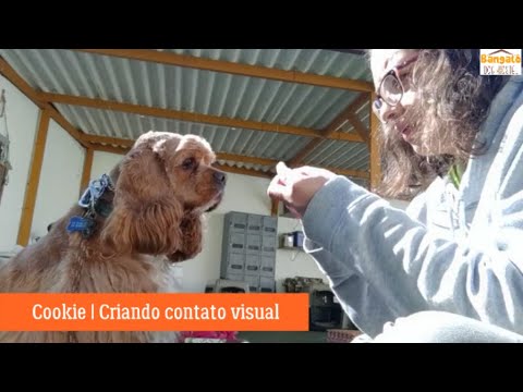 Vídeo: Como ensinar um cão a fazer contato visual