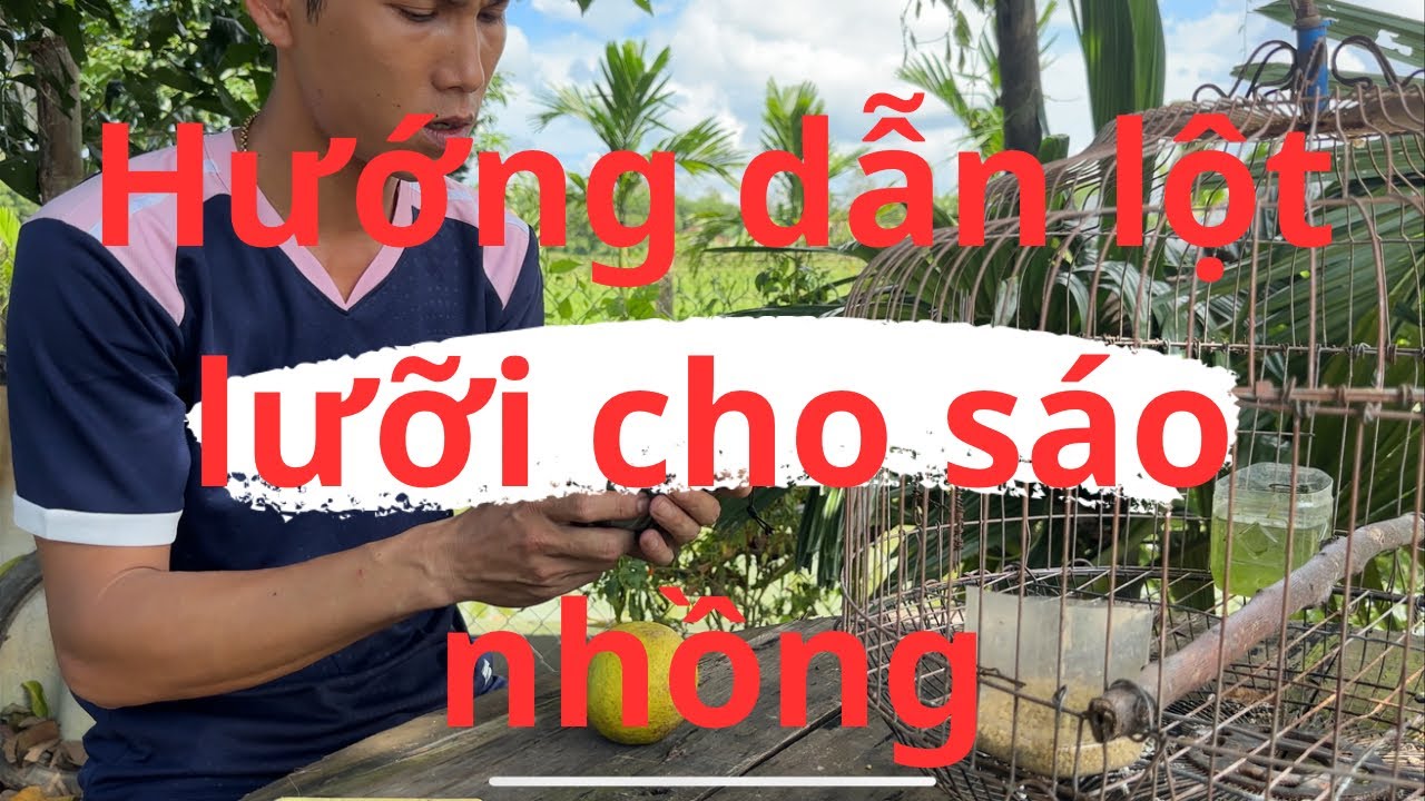 HƯỚNG DẪN LỘT LƯỠI CHO SÁO NHỒNG NHANH BIẾT NÓI