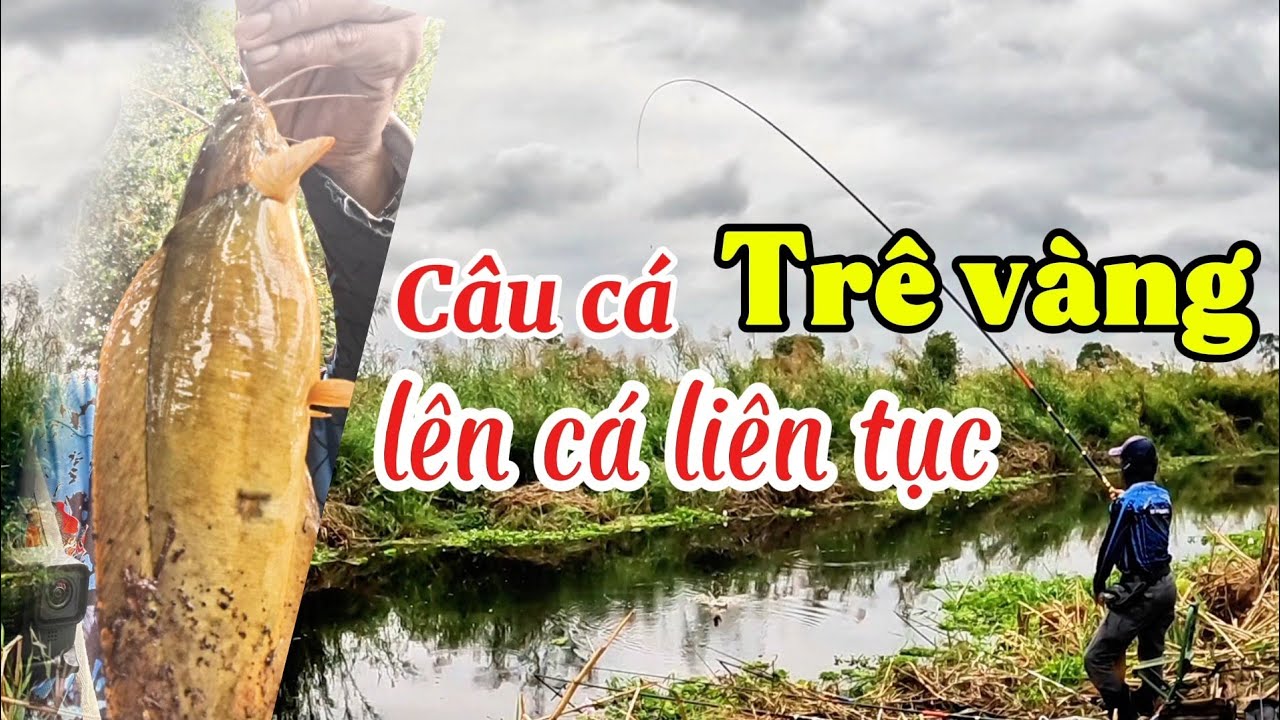 Câu cá trê vàng rừng U Minh Hạ //  #huukhuynhkiengiang  (tập 190)