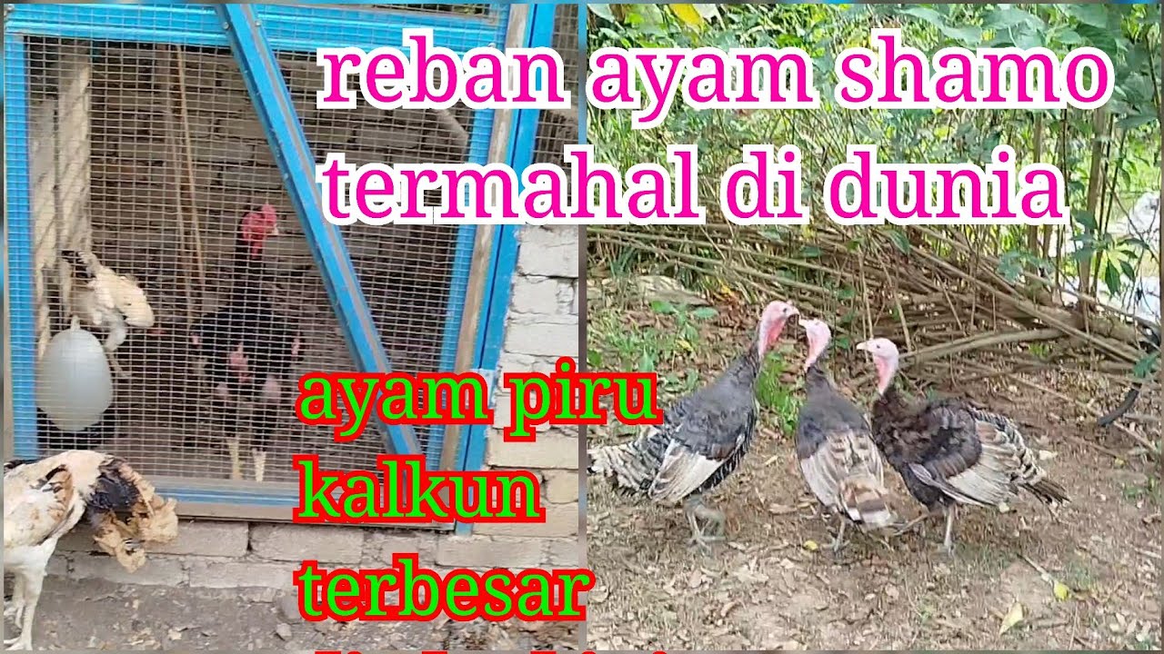 video 176 reban ayam shamo oshamo o shamo dan ayam piru ayam belanda ayam turkey ayam kalkun