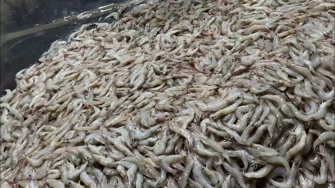 Vijayawada Fish market YouTube