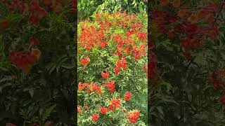 Orange Bold Unstoppable. 🧡"(Tecoma)#Flower#Hybrid#Ornage#