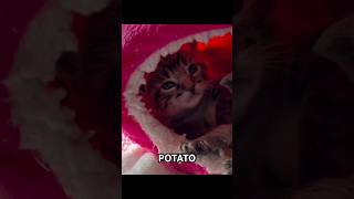 Potatoes or Cats? 🥔