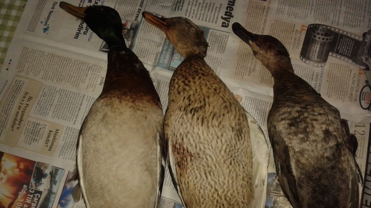 Demirköprü Barajı ördek avı. Duck hunt