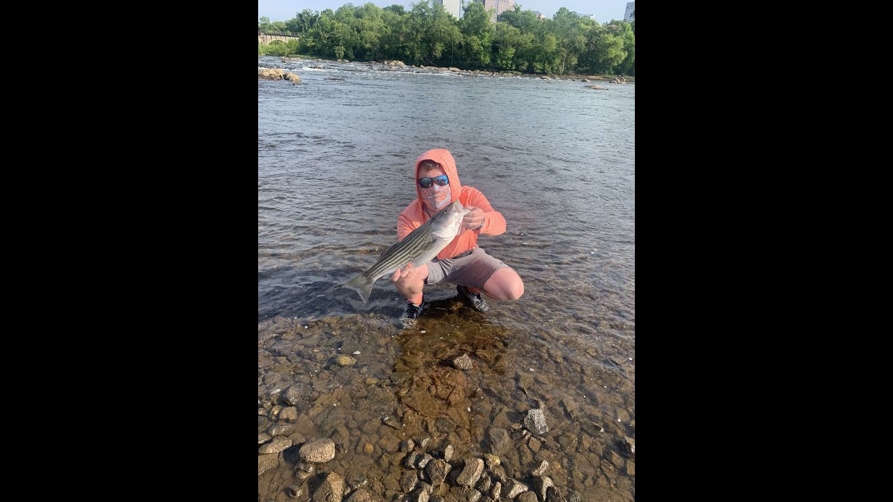 STRIPER fishing at the JAMES RIVER YouTube