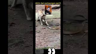 Pertaruhan sengit kucing vs ular berakhir dengan kemenangan #fypyoutube #shortvideo #lewatberanda