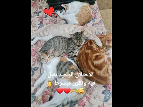 فرشتي تحت الاحتلال قطط  