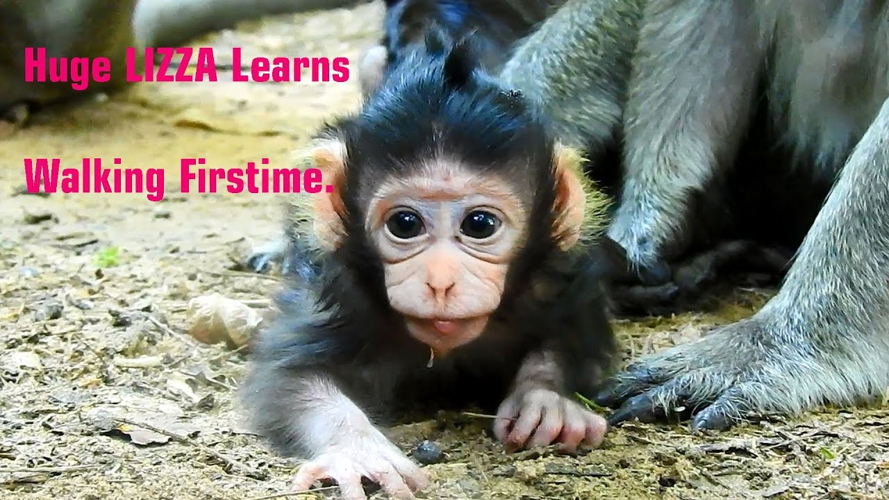 petco hours Wow, NEWBORN LIZZA is 4 days old, learns walking first time/ LIZZA is so big & beautiful face.