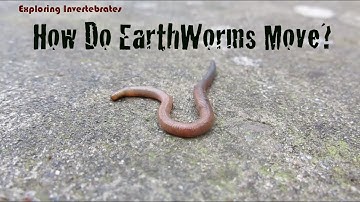 Exploring Invertebrates - How Do Earthworms Move