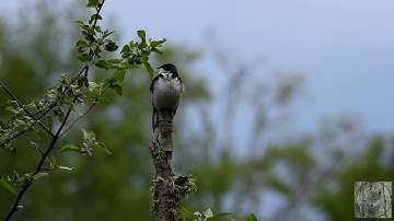 Tree swallow singing his lovely song