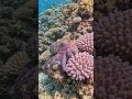 The Smartest Creature in the Ocean? 🐙 #shorts #octopus