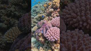 The Smartest Creature in the Ocean? 🐙 #shorts #octopus