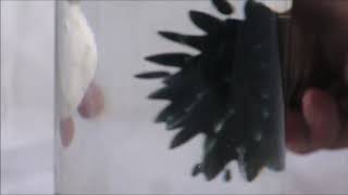 playing with my selfmade golden ferrofluid display