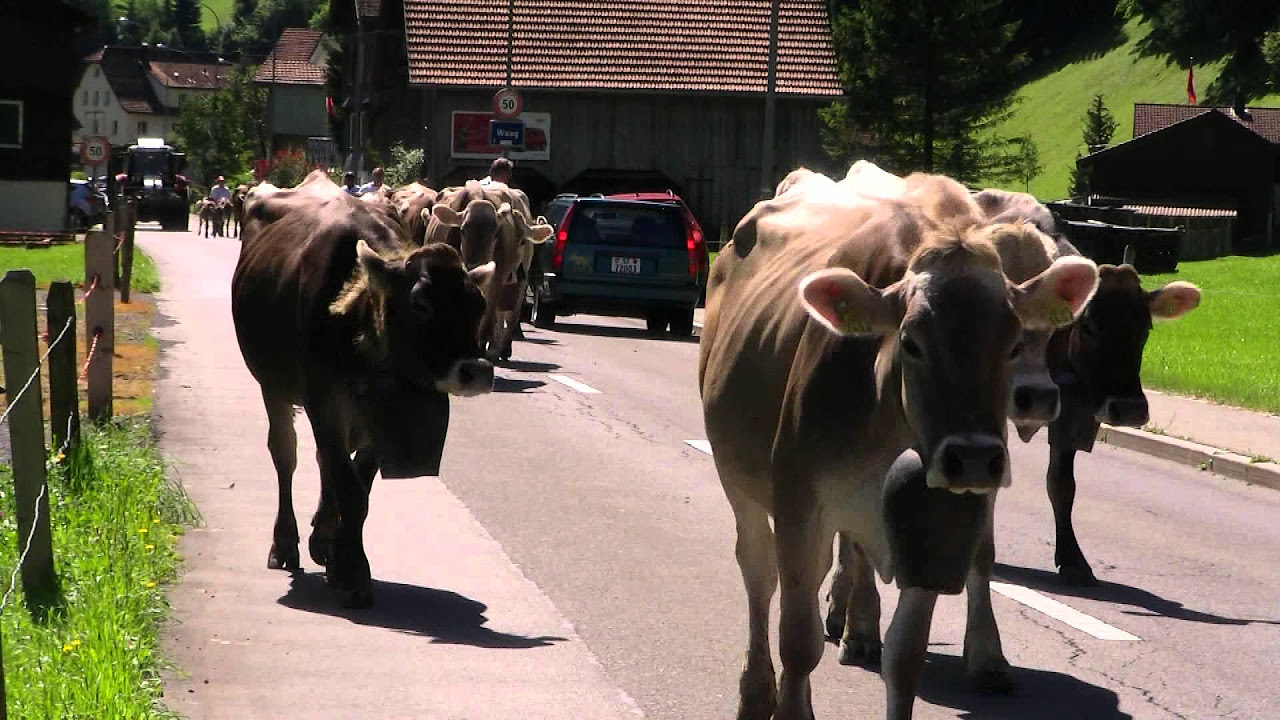 Laute Auspuffschläge, lange Züge - Dampfloks unterwegs in 2014 (Teil 2)