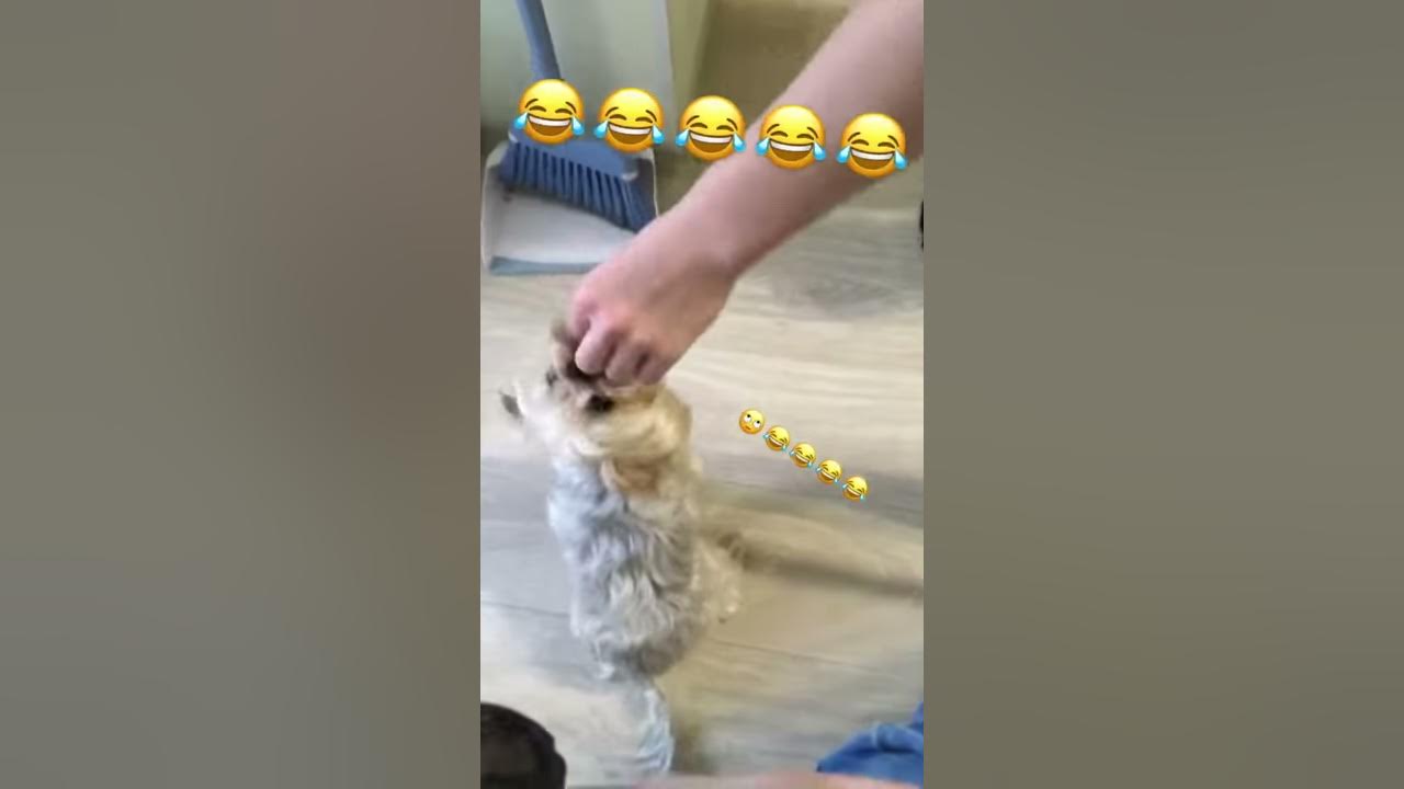 Собака гитлера - YouTube