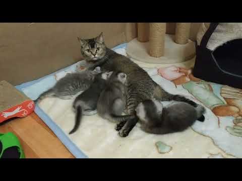 Мама кошка зовет котят кушать 😻 Голодные жадные коты Мама кошка зовет котят кушать 😻 Голодные жадные коты