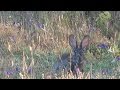 Comportamiento del conejo silvestre. Wild rabbit behave. Orytolagus cuniculus.