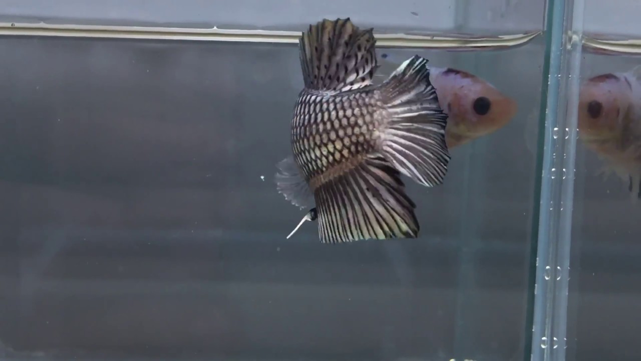 ***DragonBlackCopper***HMPKMale*** YouTube