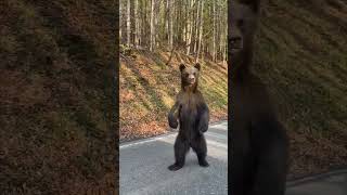 Brown Bear Stands Upright As Cubs Walks By On Road