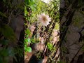 #nature#song#love#trending#flowers#viral#video#shorts#youtube#explore#new#kannada#sevanti#beautiful