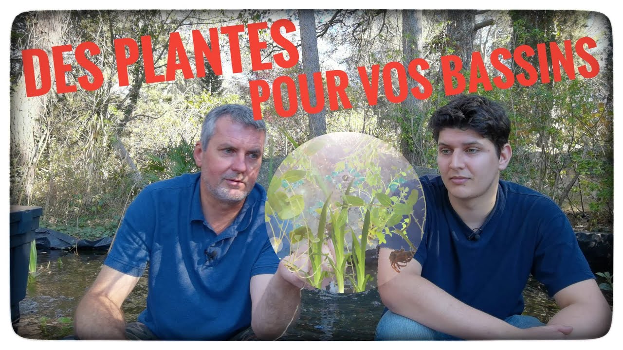 Nos plantes de bassin sont ENFIN là !!! - Floraquatic