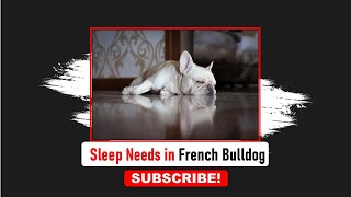 Understanding Sleep Needs In French Bulldogs | Frenchies Hub