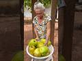 Nenek panen markisa jumbo
