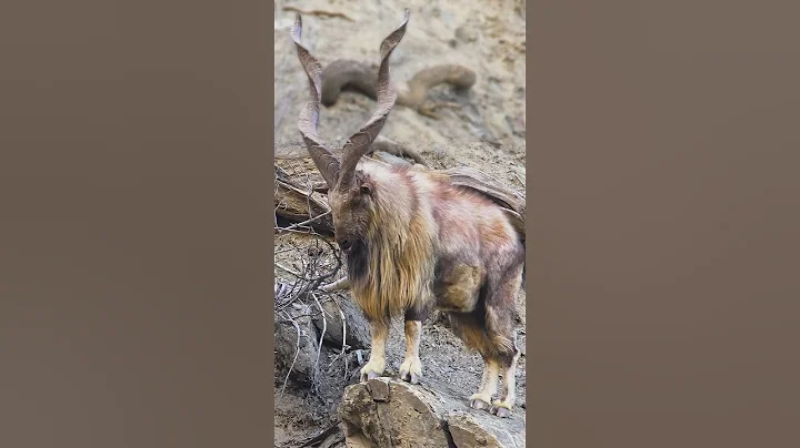 You don't mess with the King! #markhor #markhor #animals
