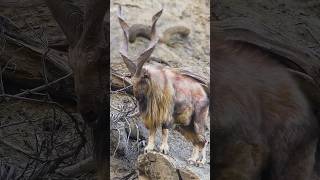 You don't mess with the King! #markhor #markhor #animals