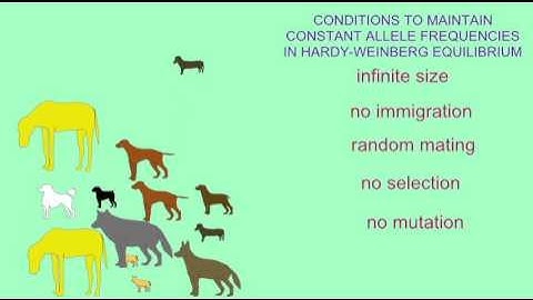 HARDY-WEINBERG EQUILIBRIUM CONDITIONS