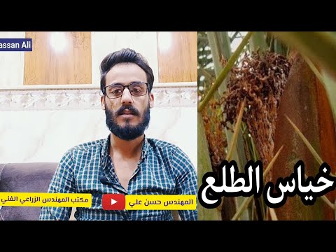 خياس طلع النخيل