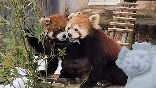 レッサーパンダの雪像登場！西山動物園旧レッサーパンダ舎、他